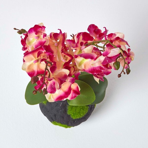 Cream and Pink Phalaenopsis Artificial Orchid with Natural Base, 60 cm Tall