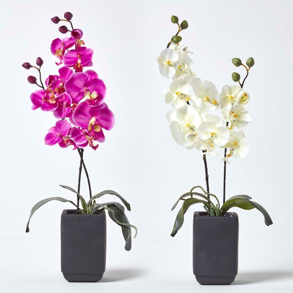 Homescapes Set of 2 Cream & Pink Artificial Orchids in Black Pot 55 cm