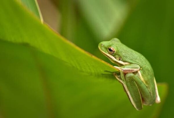 Photography Tiny Animals Frog, Jeff R Clow