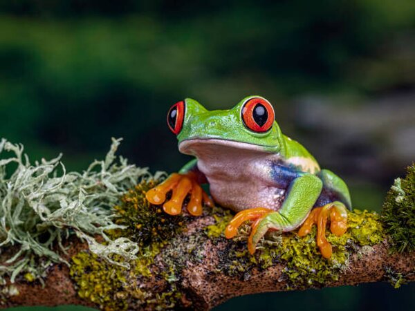 Photography Close-Up Of Frog On Branch, Ringwood,, Peter Atkinson / 500px