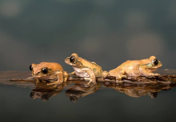 Photography Marbled Reed Frog off to swim, Lillian King