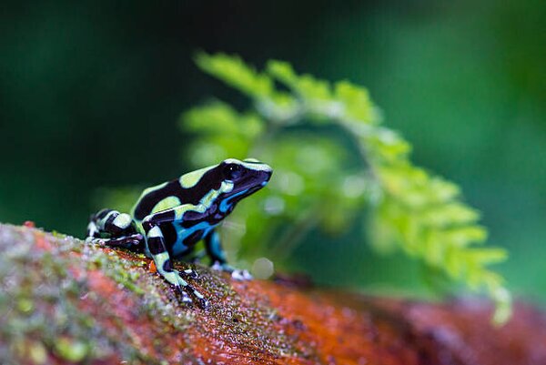 Photography Green and black poison dart Frog,, pchoui