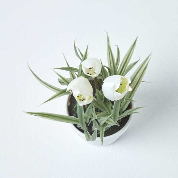 Homescapes White Artificial Tulips in White Decorative Pot, 22 cm Tall