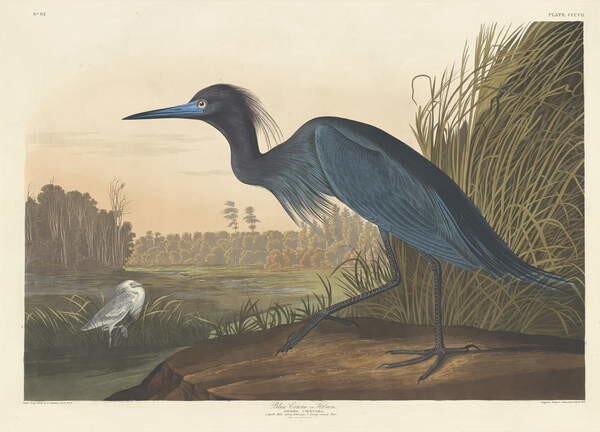 John James (after) Audubon - Fine Art Print Blue Crane or Heron, 1836, (40 x 30 cm)