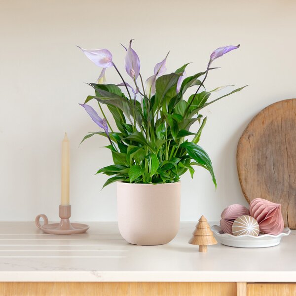 Lilac Peace Lily House Plant in Pot Earthenware Pink