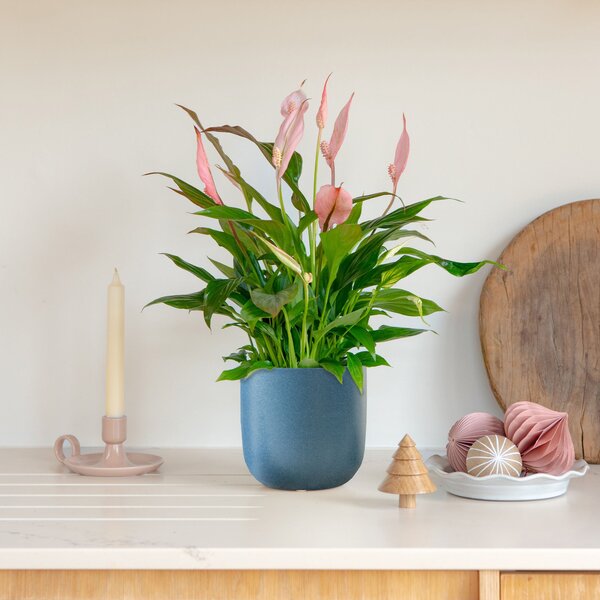 Pink Peace Lily House Plant in Earthenware Pot Earthenware Blue