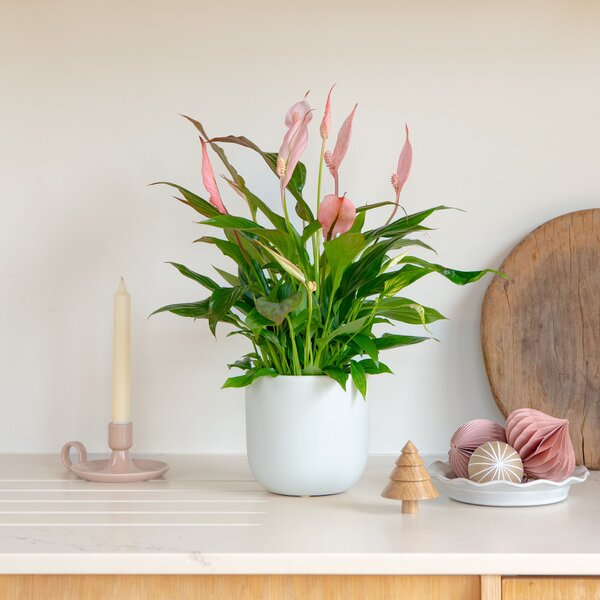 Pink Peace Lily House Plant in Earthenware Pot Earthenware Oyster