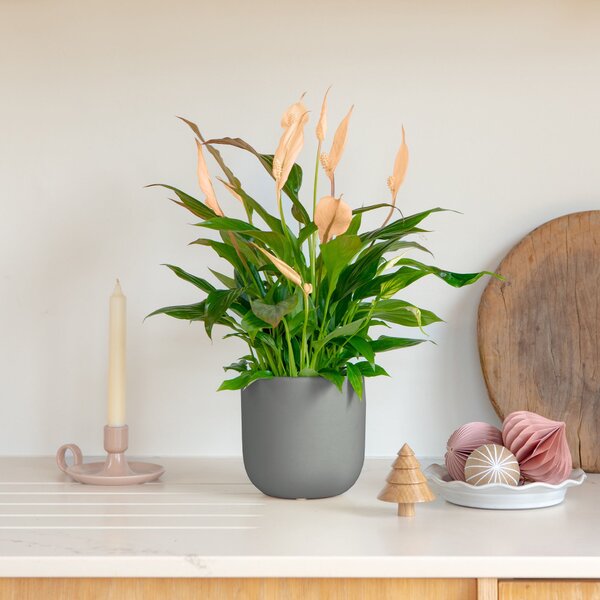 Apricot Peace Lily House Plant in Earthenware Pot Earthenware Dark Grey