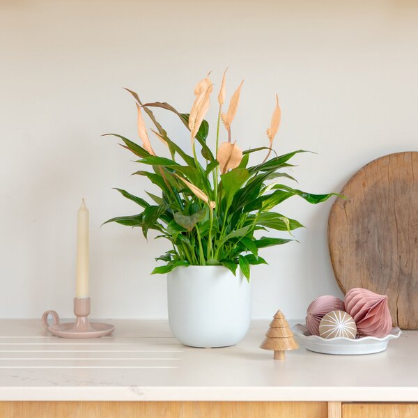 Apricot Peace Lily House Plant in Earthenware Pot Earthenware Oyster