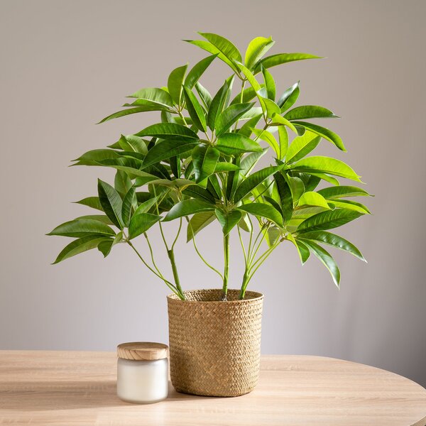 Artificial Umbrella Plant in White Plant Pot Green