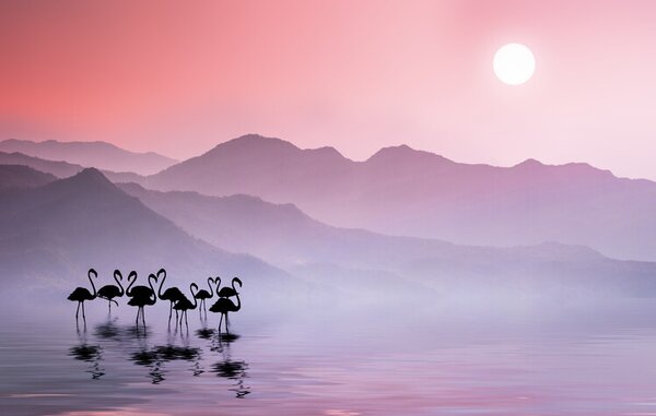 Photography Flamingos Sunset, Bess Hamiti