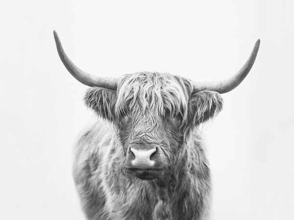 Art Photography Highland bull, Sisi & Seb, (40 x 30 cm)