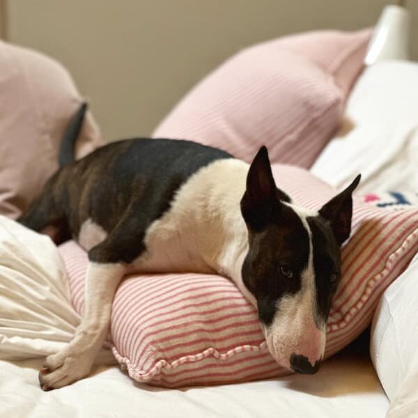 Picket Pink, Sustainable Feather, Cushion - Andrew Martin Eco-conscious & Linen Blend & Viscose Blend Small Prints & Stripe