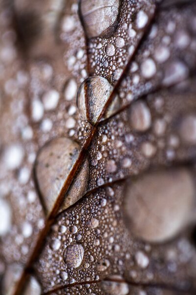 Photography Autumn Rain, Mareike Bohmer