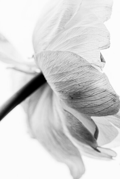 Photography Blooming Flower, Magda Izzard