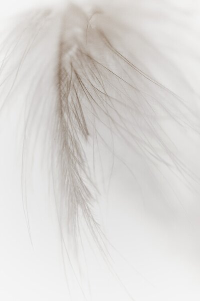 Photography White Feather, Magda Izzard