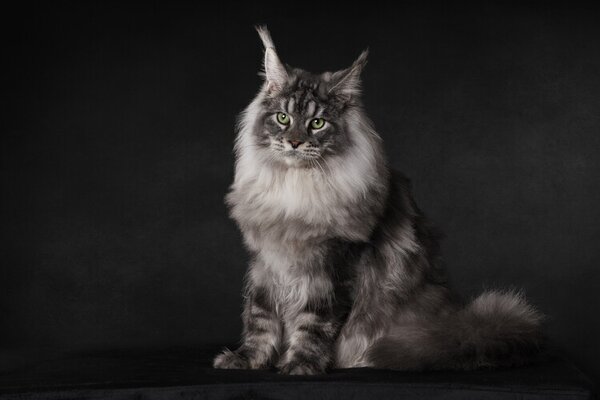 Photography A Maine Coon with an attitude, Mieke Engelbos