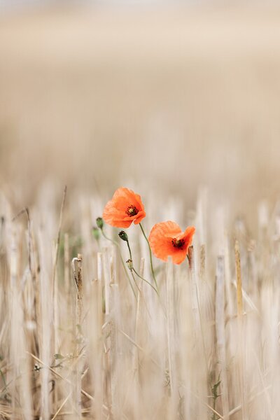 Photography Summer Poppies, Mareike Bohmer