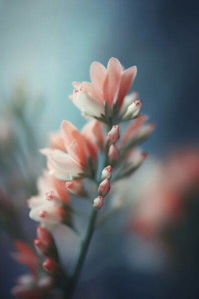 Photography Pastel Pink Beauty, Treechild