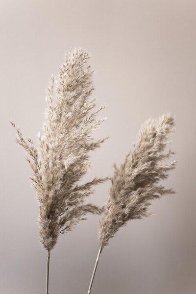 Photography Grass 22X, Mareike Bohmer