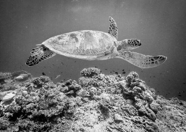 Photography Sea Turtle at Sipadan, Yumian Deng