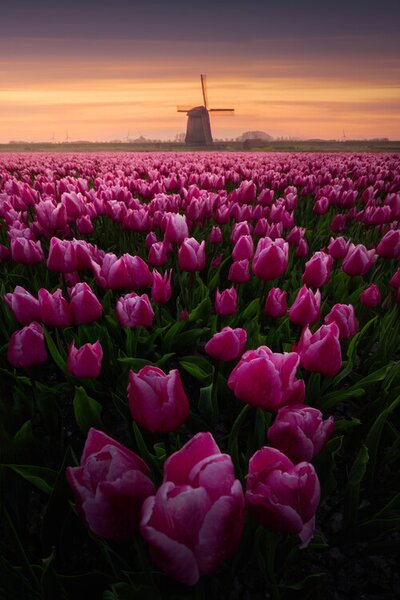 Photography Tulip Mania, SANDEEP MATHUR