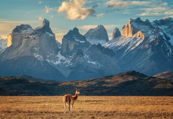 Photography Guanaco, Antoni Figueras