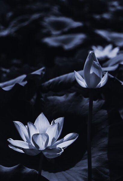 Art Photography Midsummer lotus, Sunao Isotani, (26.7 x 40 cm)