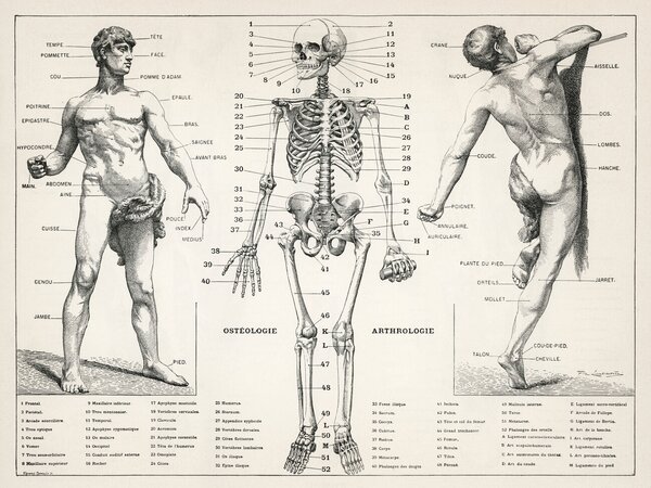 Illustration Antique Illustration of the Human Body & Skeleton (Biology), (40 x 30 cm)