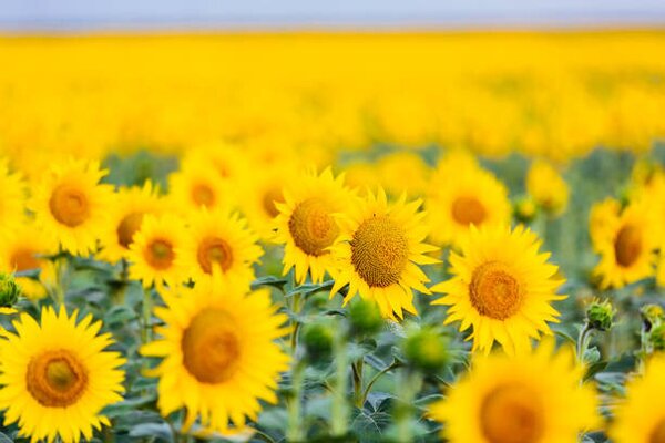 Photography Sunflower field, Alexander Spatari