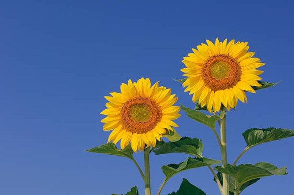 Photography Two sunflowers against clear blue, Martin Ruegner