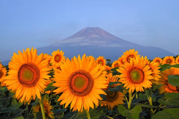 Photography Fuji and sunflower, I love Photo and Apple