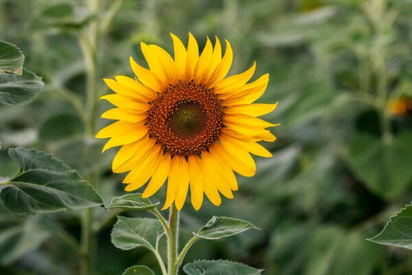 Photography Sunflower natural background. Sunflower blooming. Close-up, Rapeepong Puttakumwong