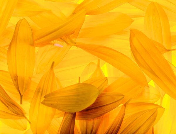 Photography Sunflower petals, vkbhat