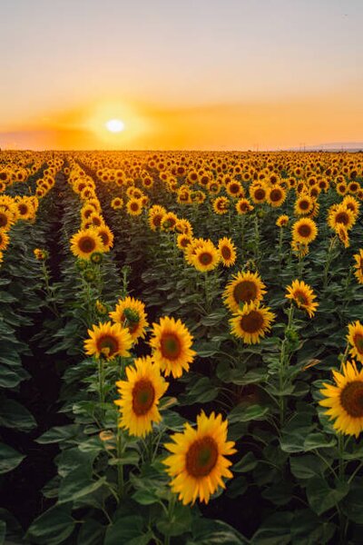 Photography Sunflower field, Olga Rolenko