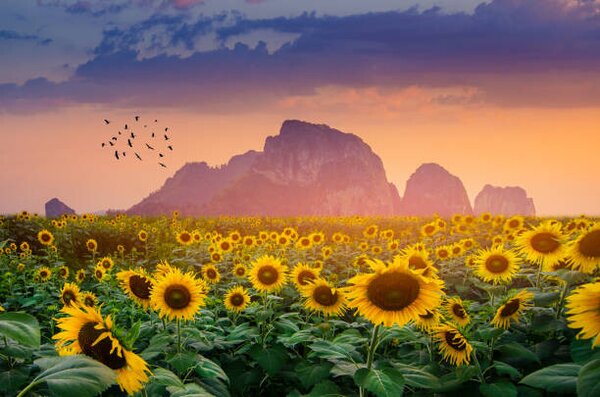Photography Sunflower field with the evening sun, sarayut Thaneerat