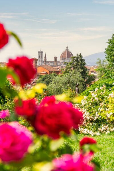 Photography Florence, Tuscany, Italy. Roses and cityscape, Francesco Riccardo Iacomino