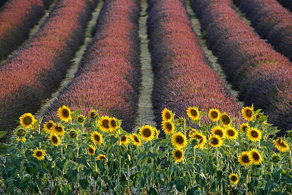 Photography Sunflowers, lavender, Valensole, Provence, France, David Clapp