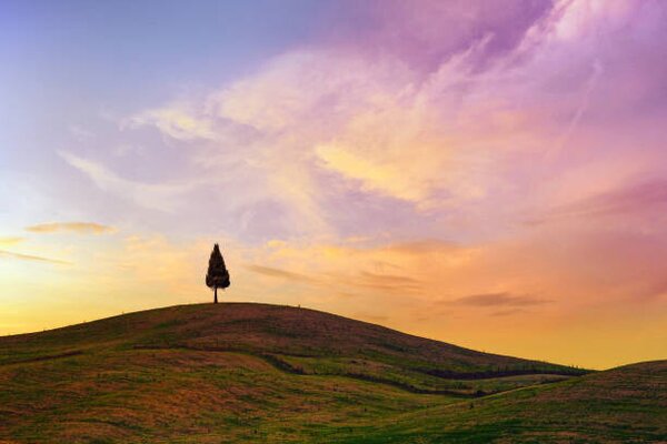 Photography Lonely Cypress Tree In Tuscany, Peter Zelei Images