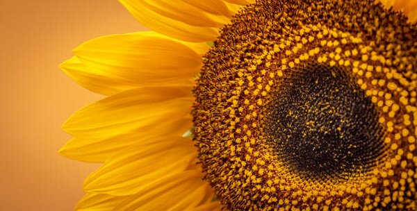 Photography Sunflower Banner, Brais Seara
