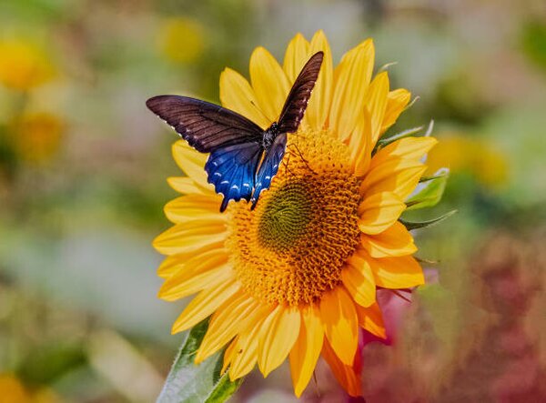 Photography Swallowtail on Sunflower, Dennis Govoni