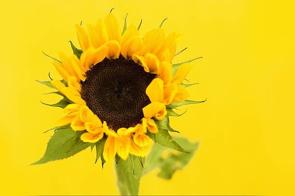 Photography Sunflower, Dizzy