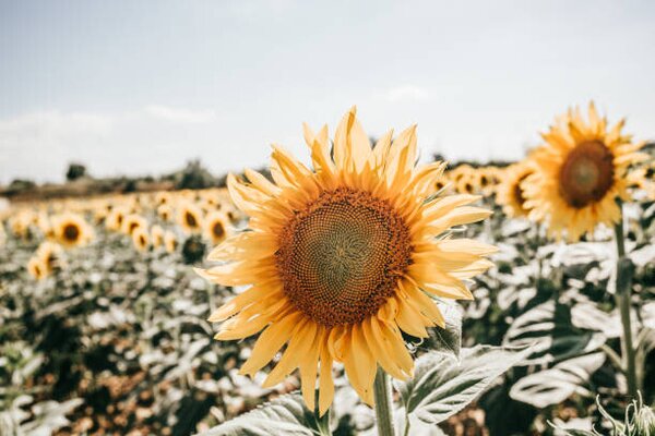 Photography sunflowers in Italy, Carol Yepes