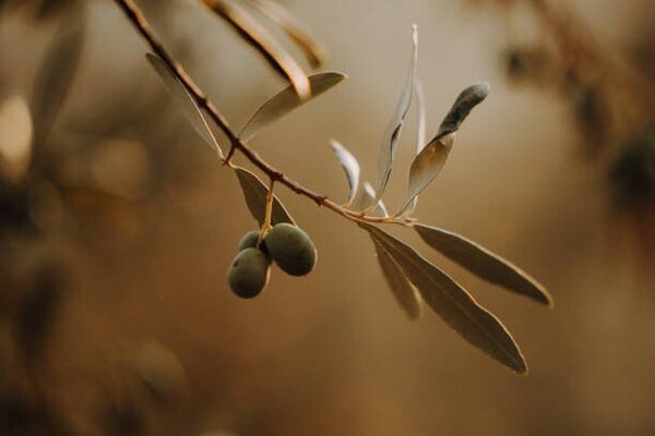 Photography Olivenbäume Olivenplantage in der Toscana Italien, Tabitha Arn